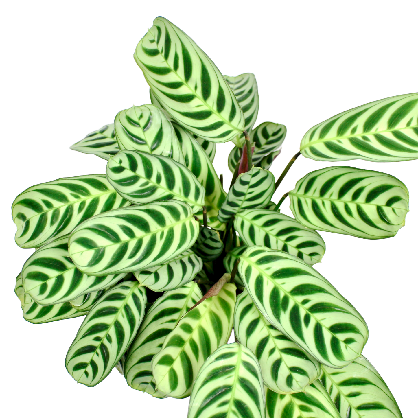 Ctenanthe Burle-Marxii 'Amabilis' (Prayer Plant)