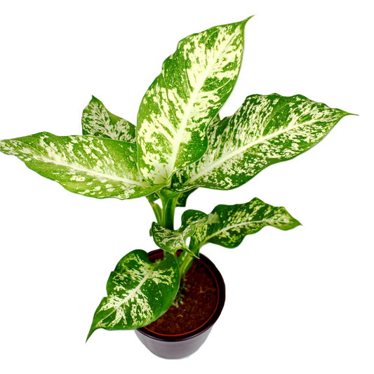 Dieffenbachia Compacta (Dumb Cane)