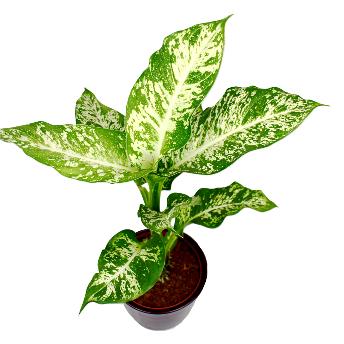 Dieffenbachia Compacta (Dumb Cane) The Archway Planter