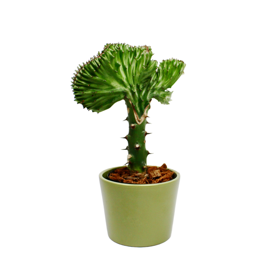 Sage Planter D10cm