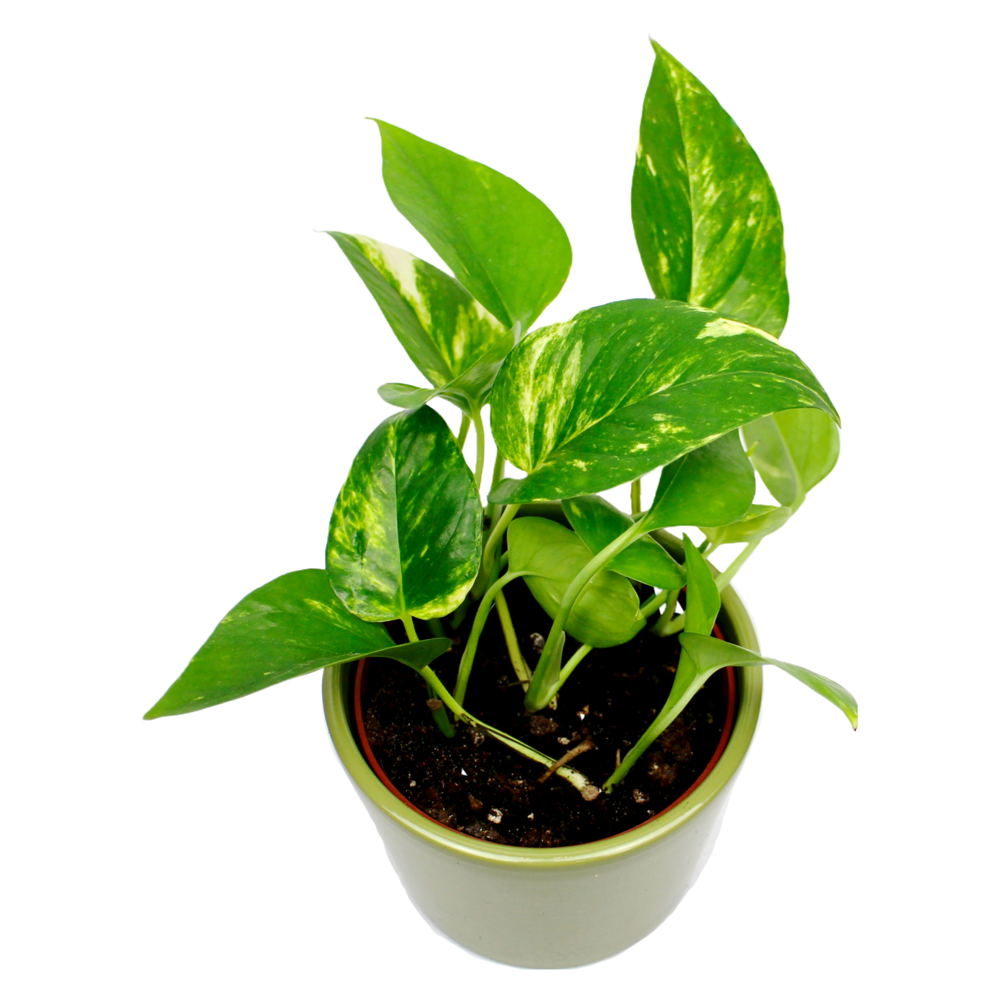 scindapsus aureus pothos Golden Pothos (Devil's Ivy, Scindapsus Aureus) – The Archway Planter