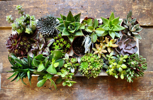 Succulent Mix Selection