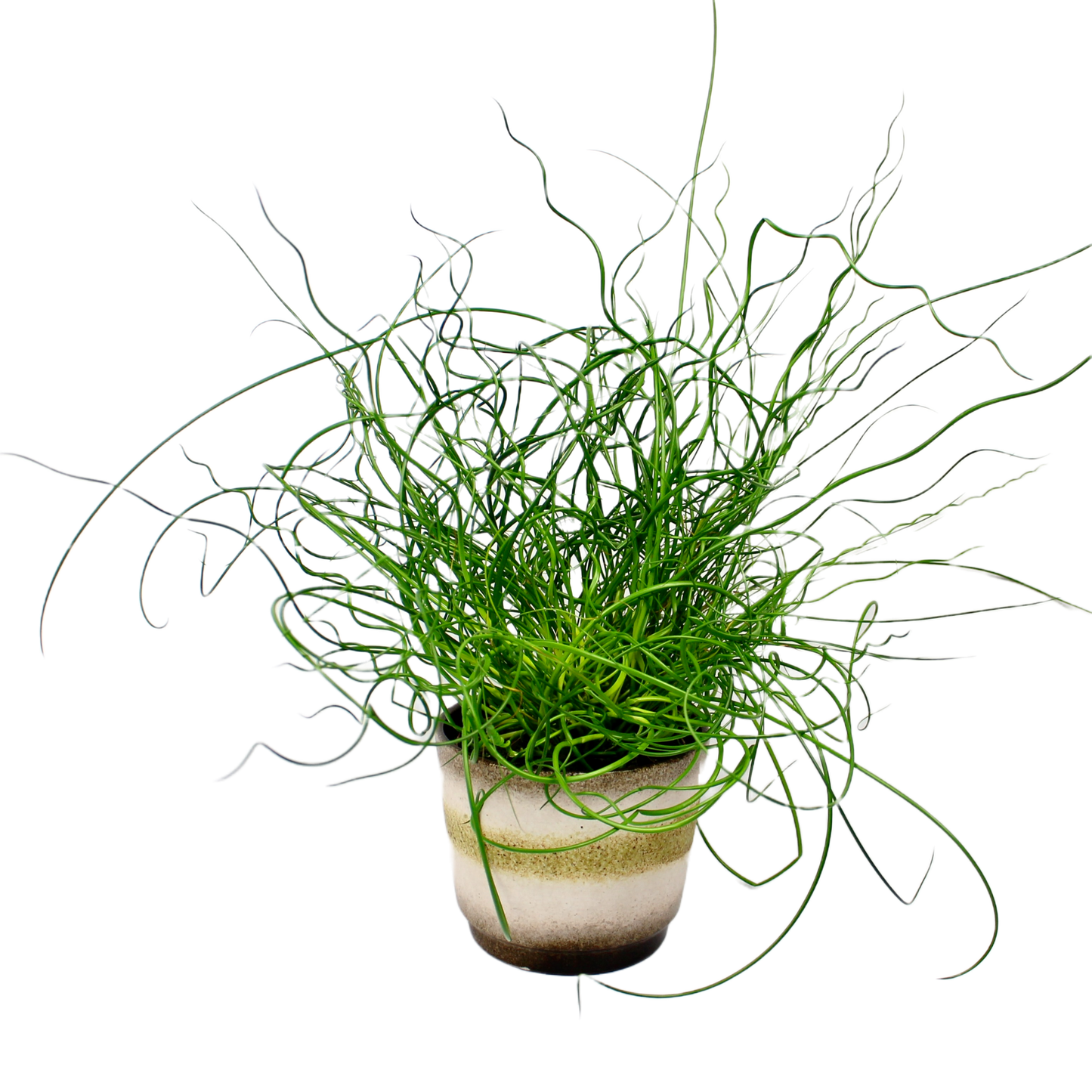 Juncus Effusus Spiralis