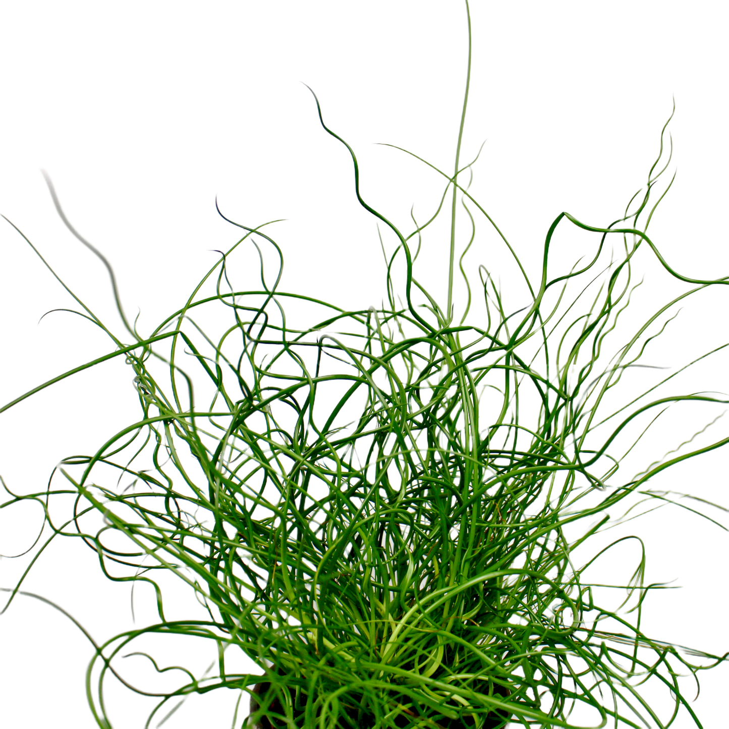 Juncus Effusus Spiralis