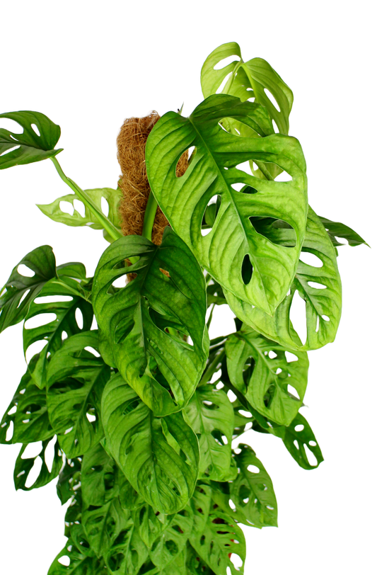 Monkey Mask ~ on moss pole (Monstera Adansonii)