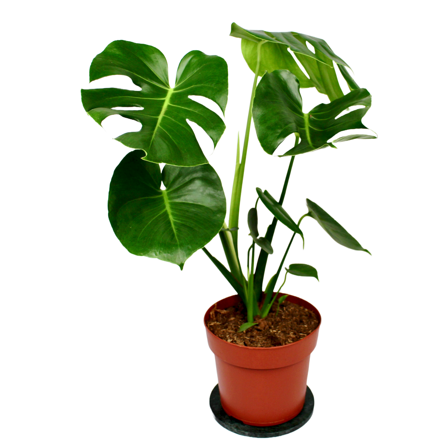 Monstera (Swiss Cheese Plant) The Archway Planter