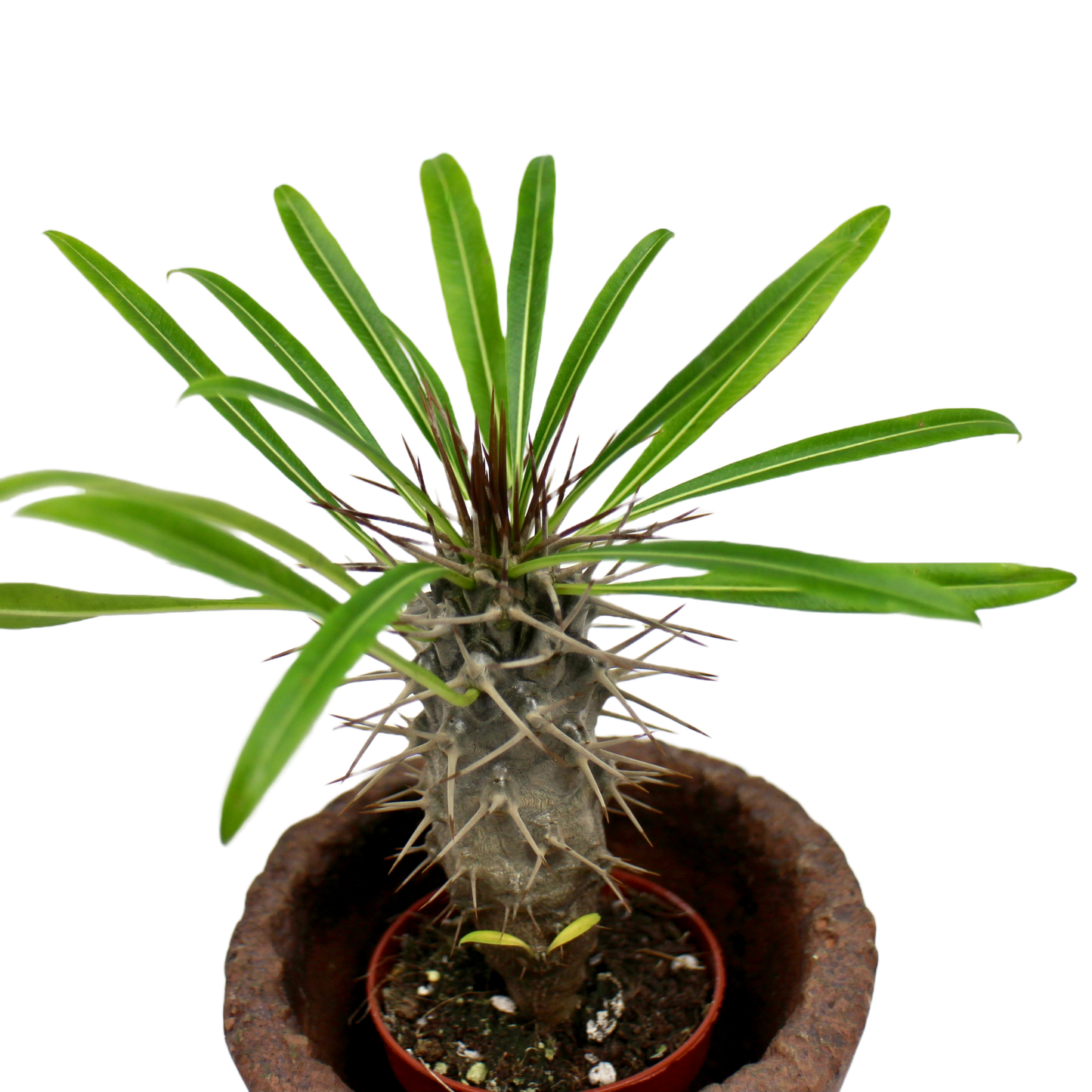 Pachypodium Lamerei (Madagascar Palm)