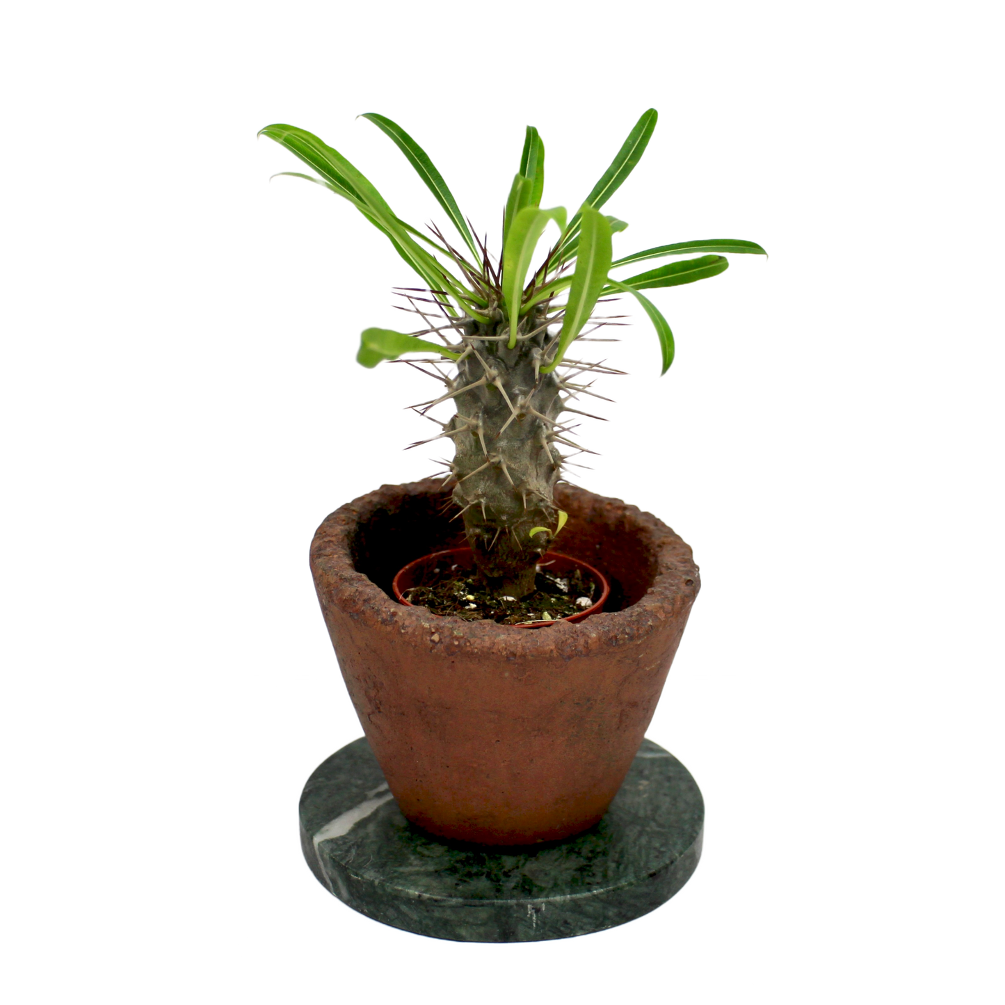 Pachypodium Lamerei (Madagascar Palm)