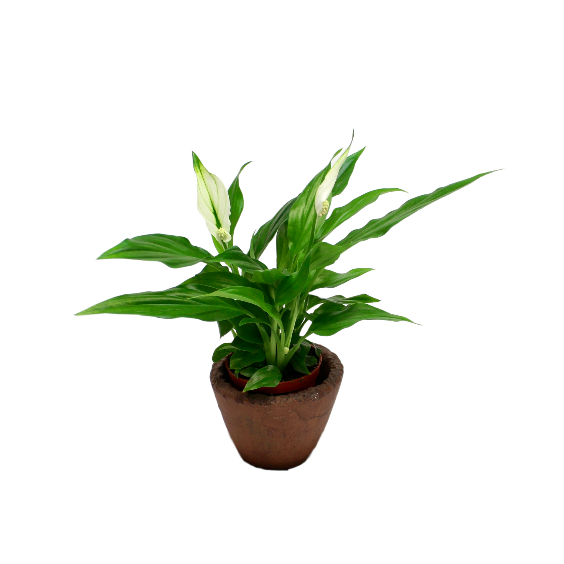 peace lily chopin Peace Lily (Spathiphyllum Chopin) – The Archway Planter