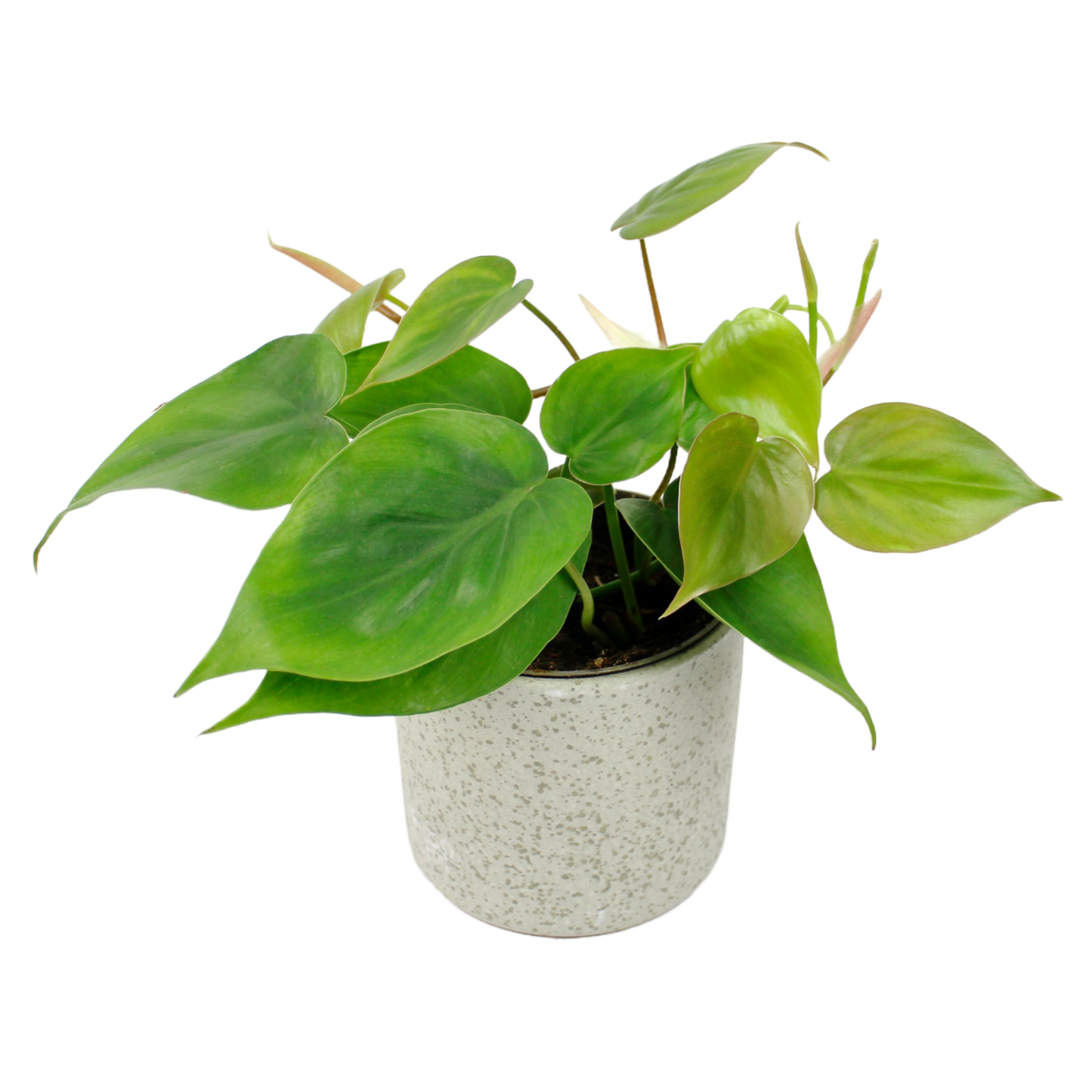 Philodendron Scandens (Heart Leaf Philodendron)