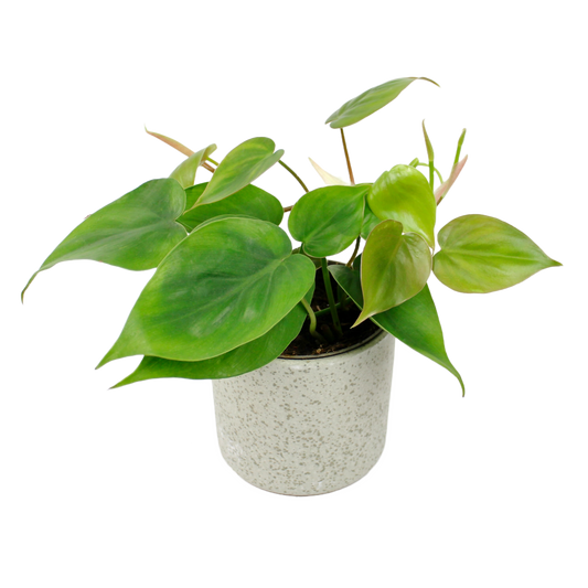 Speckle Pot D9cm