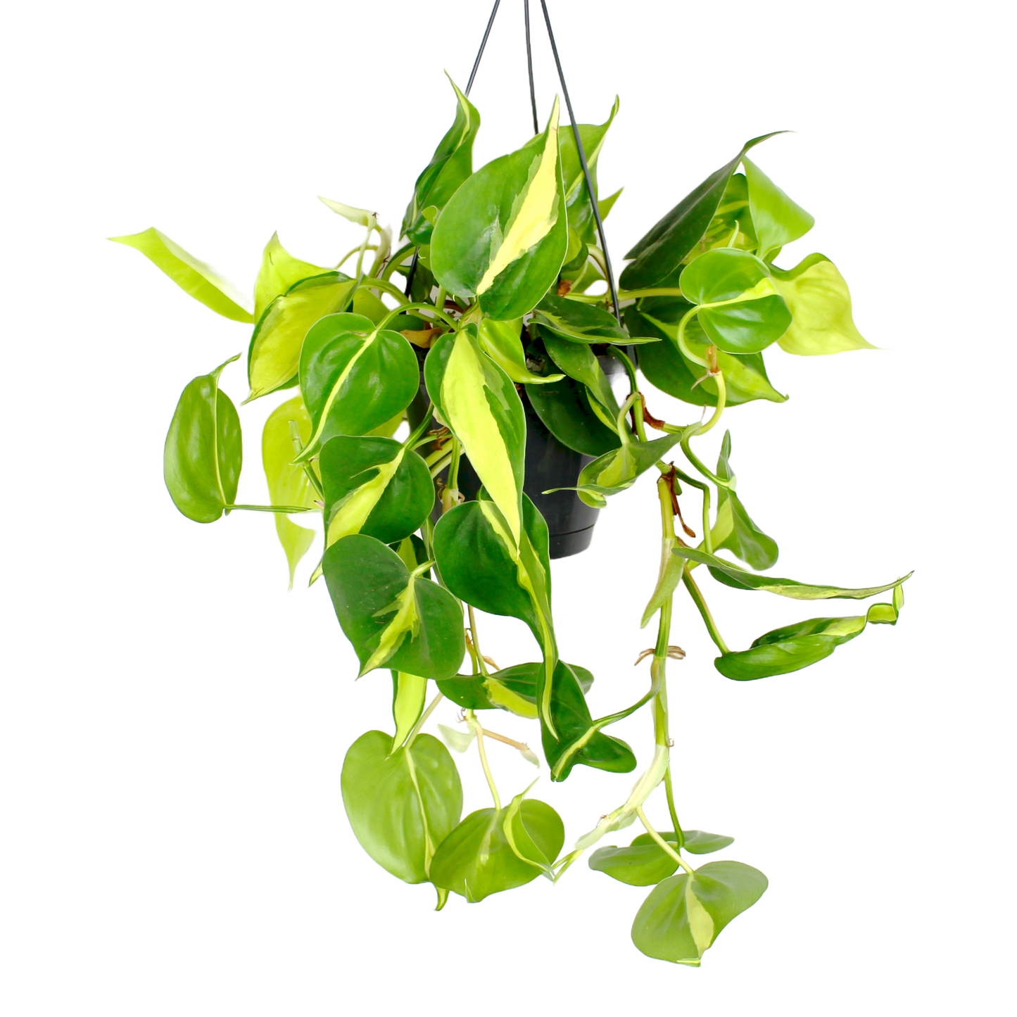 Philodendron Scandens Brasil ~ Hanging