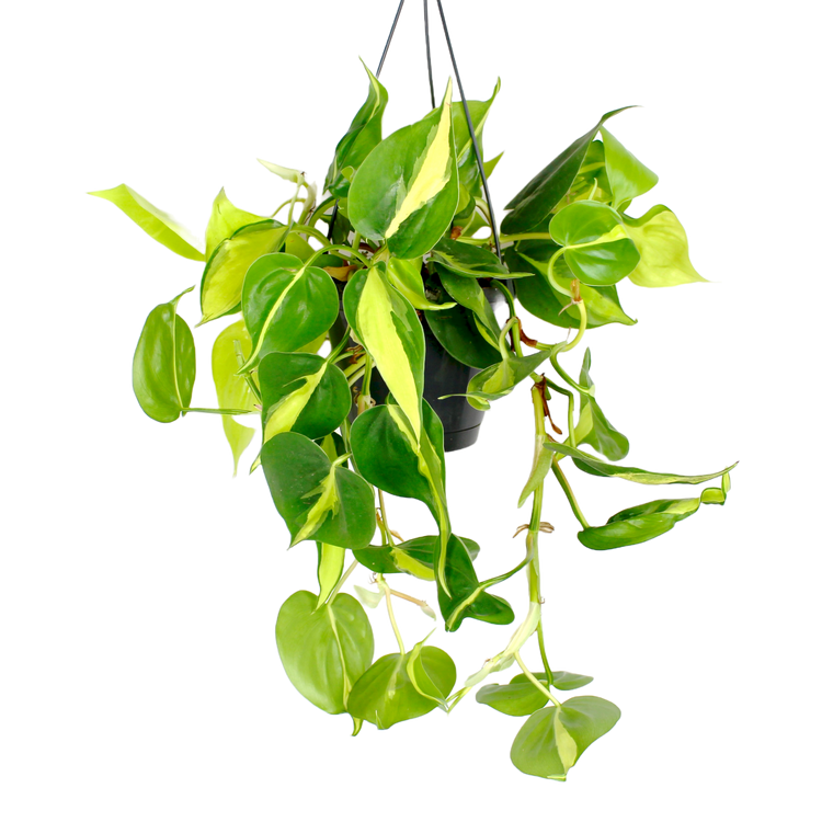 Philodendron Scandens Brasil Hanging The Archway Planter