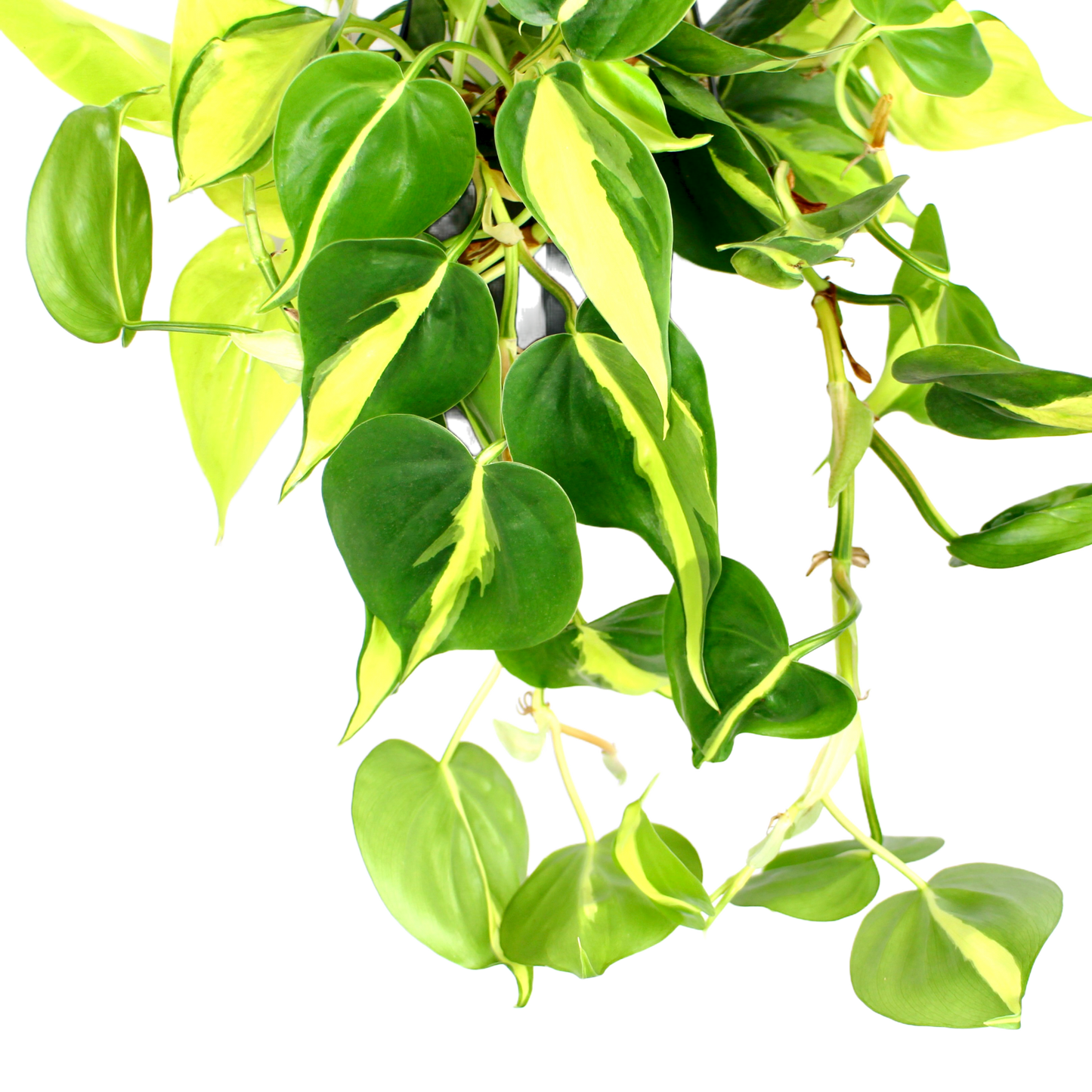 Philodendron Scandens Brasil ~ Hanging