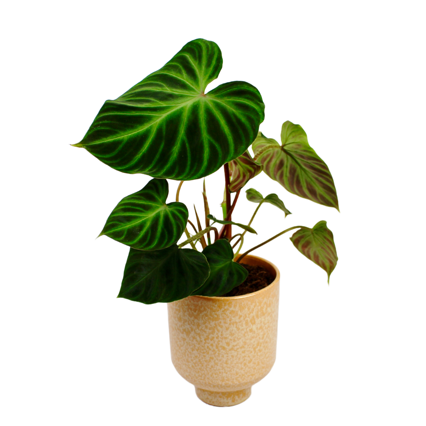 Philodendron Verrucosum