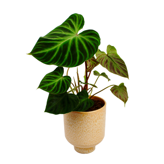 Ceora Pot D14cm
