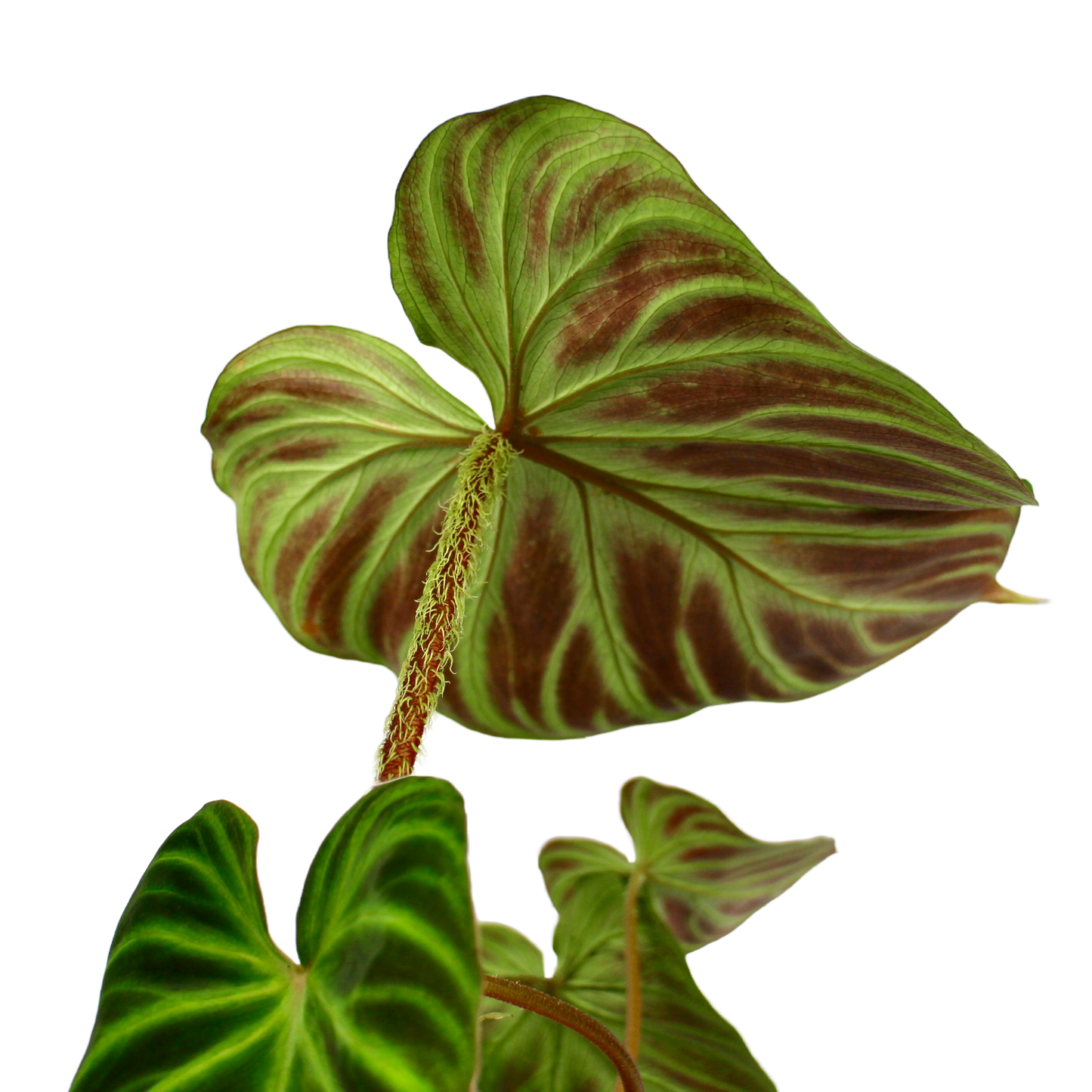 Philodendron Verrucosum