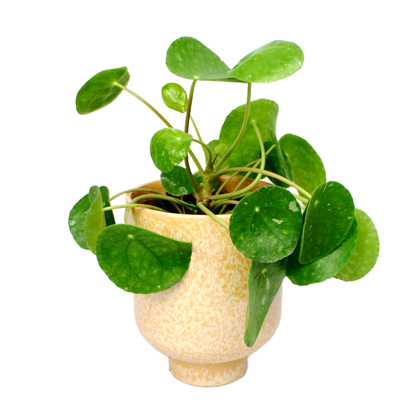 Pilea White Splash (Peperomioides)