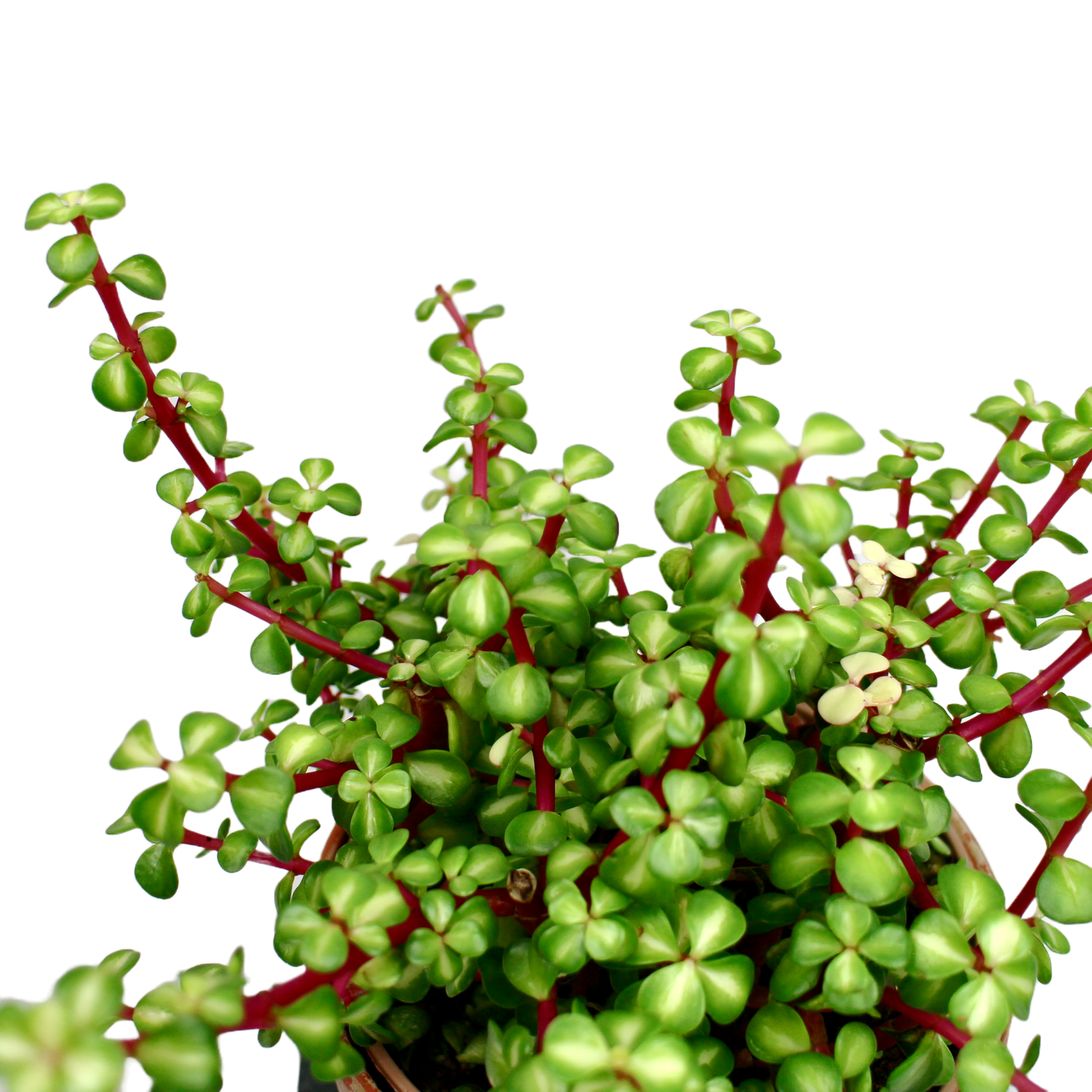 Portulacaria Afra Mediopicta