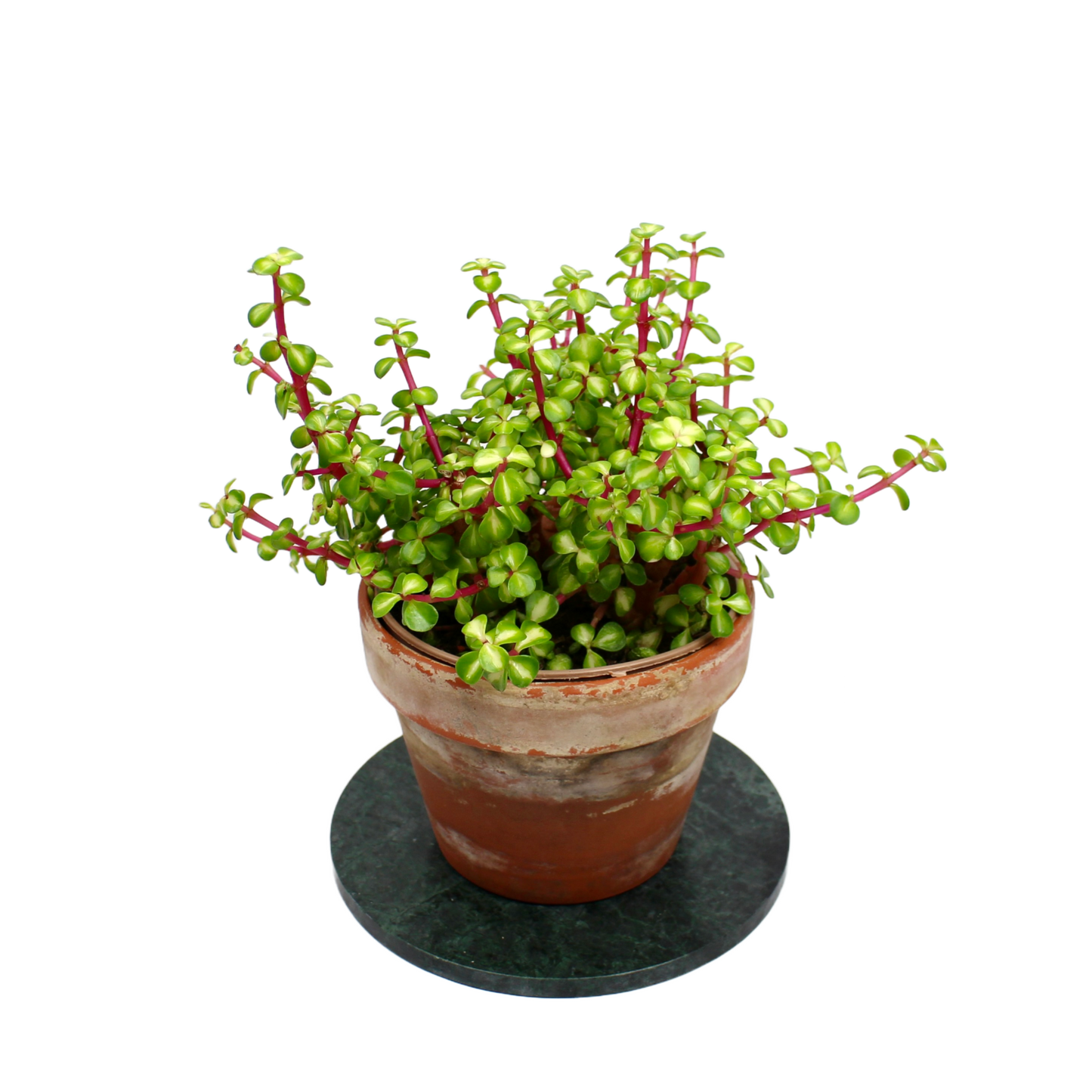 Portulacaria Afra Mediopicta