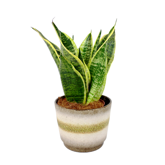 Sansevieria 'Futura Superba' (Snake Plant)