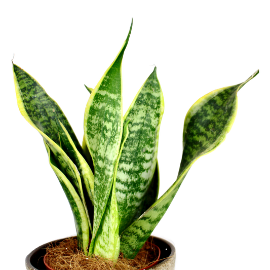 Sansevieria trifasciata 'Futura Superba' (Snake Plant)