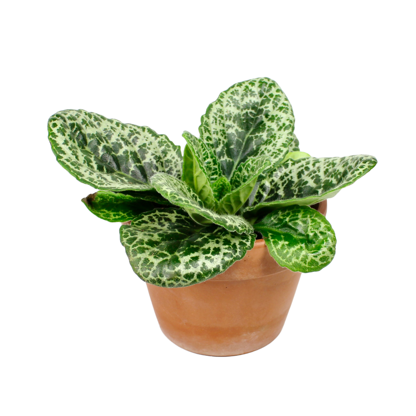 Streptocarpus Pretty Turtle