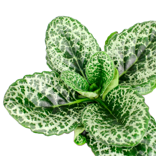 Streptocarpus Pretty Turtle