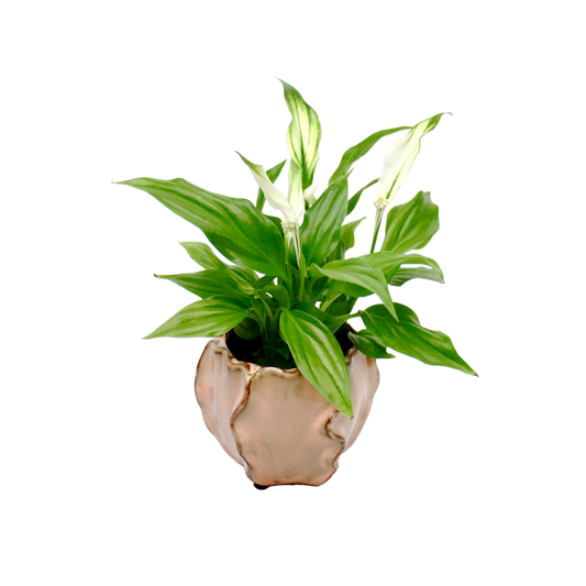 Tirana Peach Pot - 3 Sizes